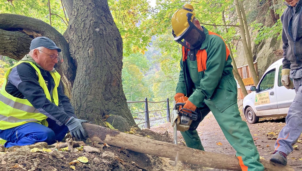 MItglieder des Harzklub-Zweigvereins Thale und der Naturstation Thale packen beim Arbeitseinsatz im Bodetal richtig zu. Unterstützt wird das Team vom städtischen Bauhof und von der Firma Westphal aus Thale.