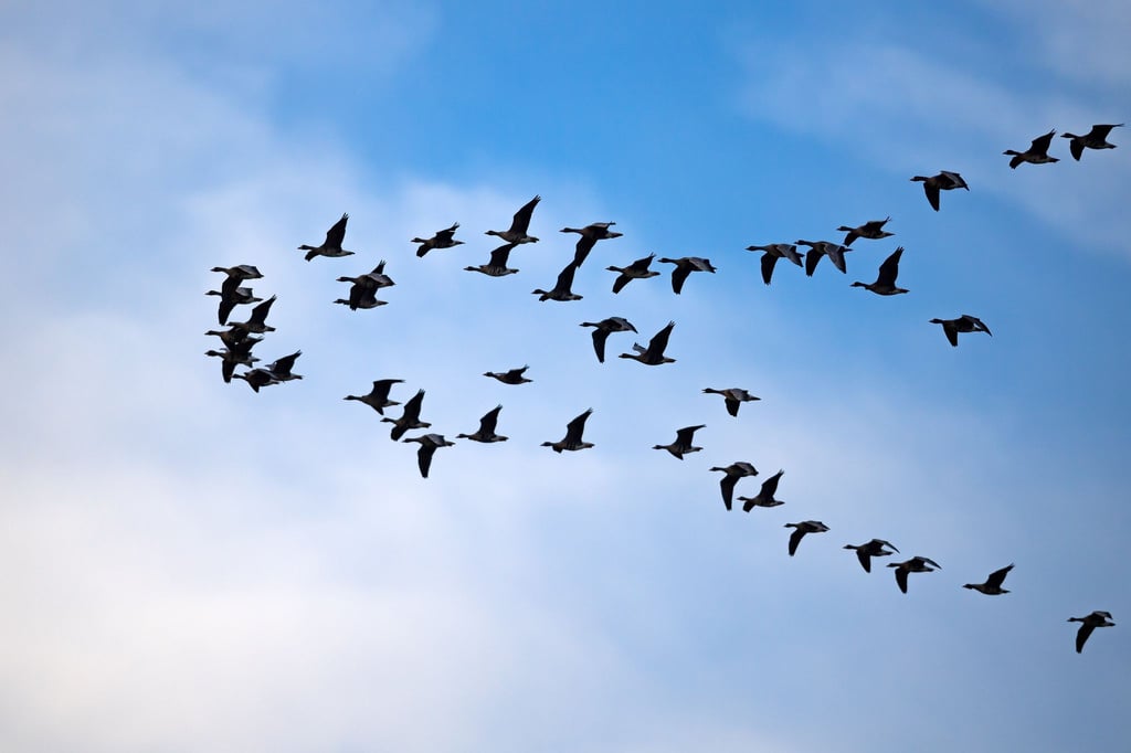 Zugvögel fliegen über das Wattenmeer der Nordseebucht Jadebusen.