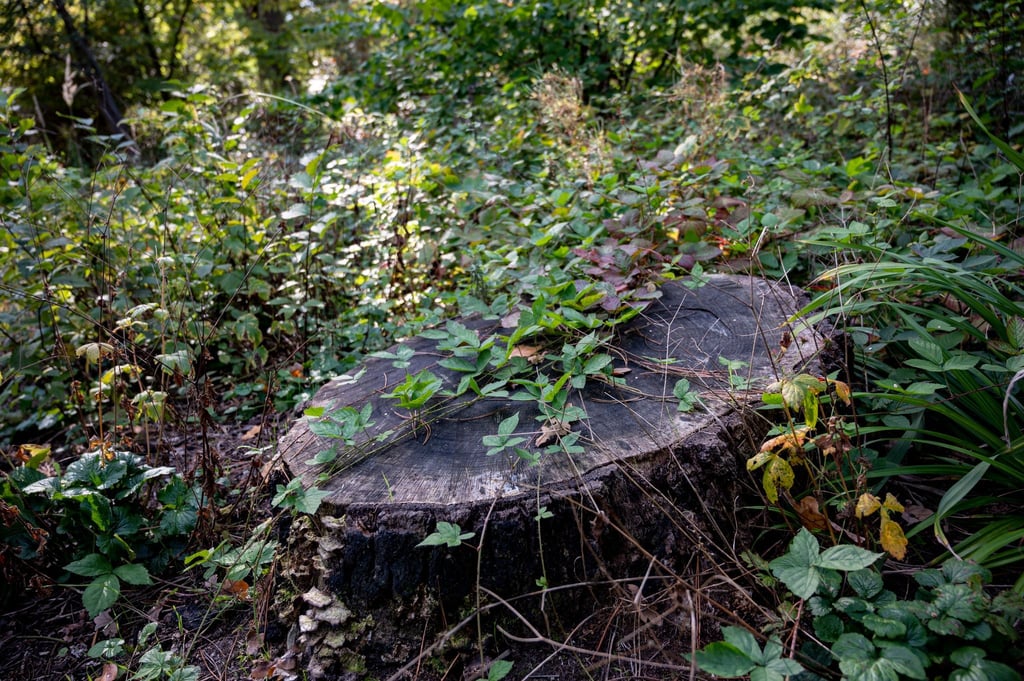 Ein Baumstumpf in der Hasenheide.