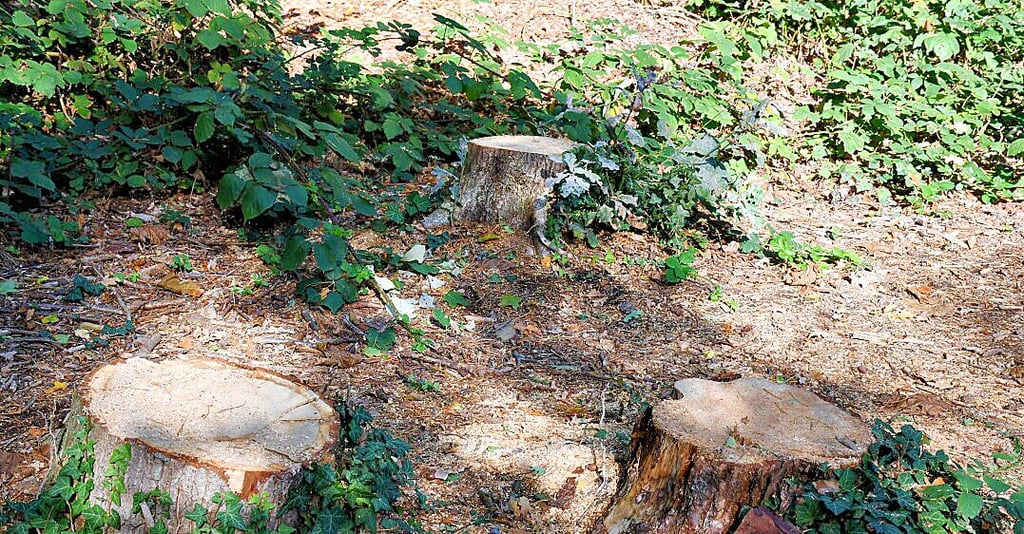 Drei der insgesamt vier Baumstümpfe, auf denen sich bis vor wenigen Tagen die Figuren befanden.