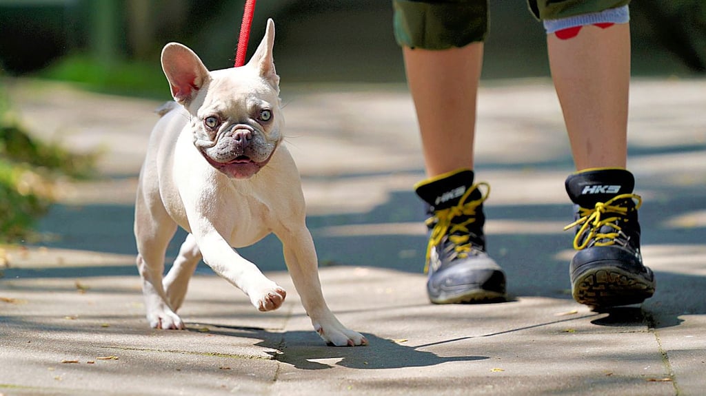 Auch wenn die Hunde noch so lieb und ungefährlich aussehen und sind – in Stendals Innenstadt gilt Leinenpflicht.