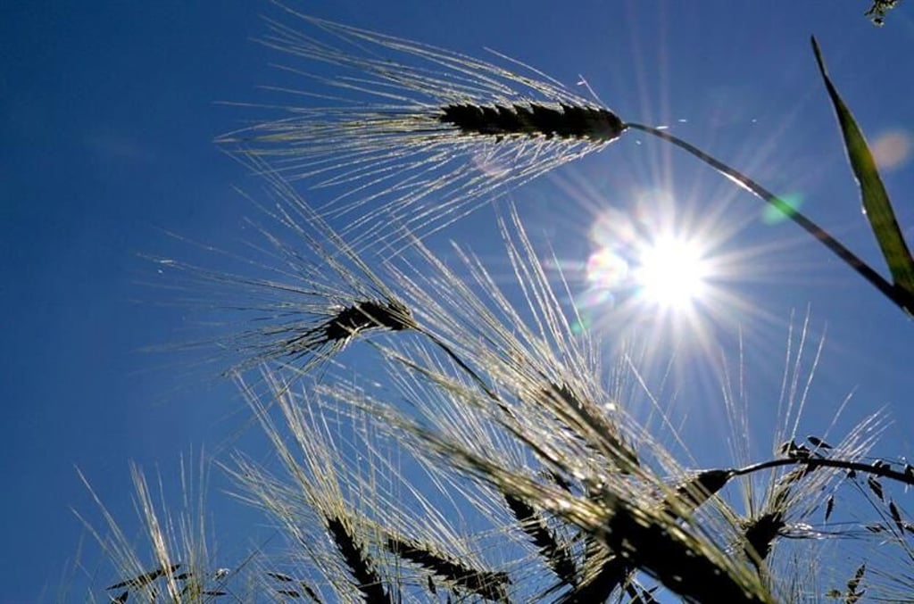 Mehrere Landwirtschaftsbetriebe in und um Ballenstedt wollen Photovoltaikanlagen bauen.