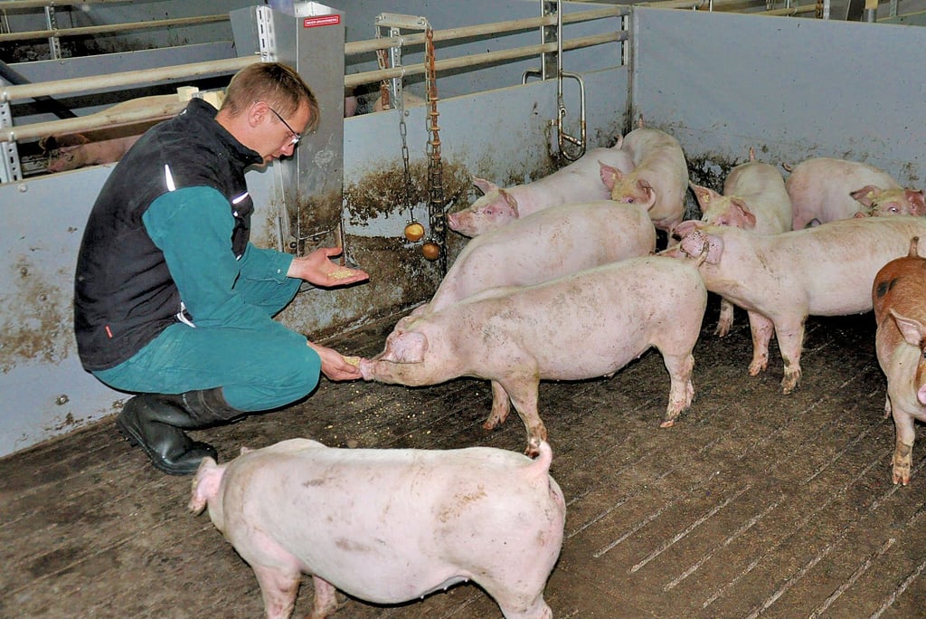 Hermann Heukamp, Schweinebauer aus Giersleben. Er sieht als Grund für geringe Kontrollen in Sachsen-Anhalt die geringere Anzahl an Betrieben.