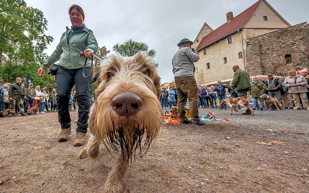 Ohne „Waldi“ keine Jagd. Die Vorführung der Jagdhunde zum Hubertusfest fand großen Anklang.