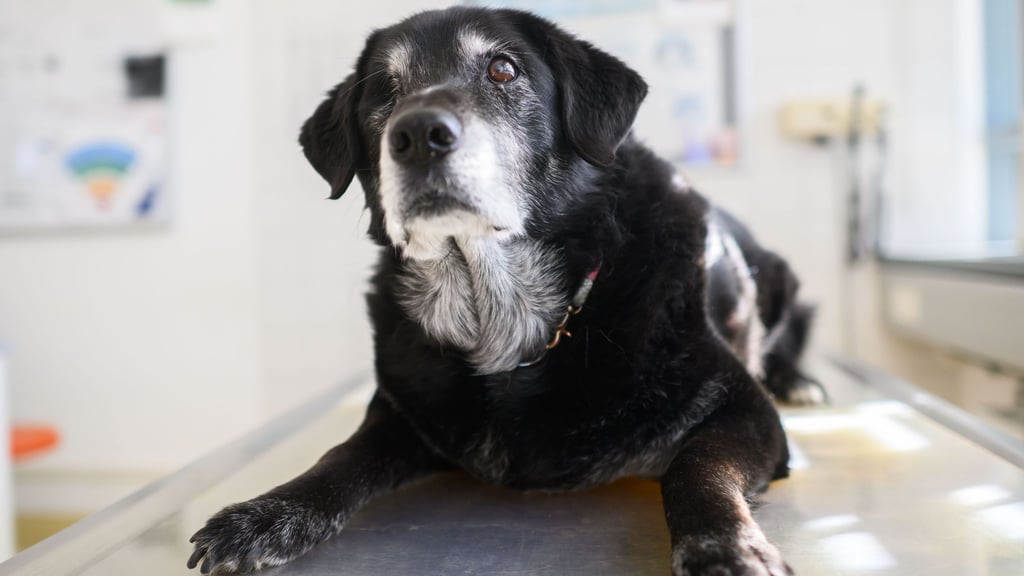 Ein Hund mit diagnostizierter Demenz sitzt einem Behandlungsraum.