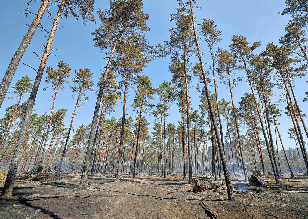 Schwer in Mitleidenschaft gezogen war bei dem Brand auch der Waldboden.