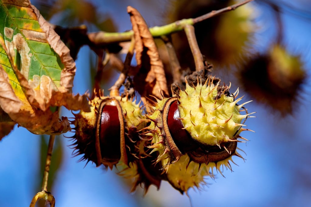 Kastanien lösen sich bei herbstlichem Wetter aus der Fruchthülle.