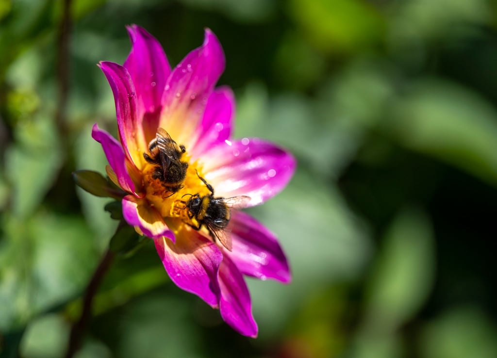 Zwei Hummeln sammeln Pollen von einer Blüte auf der Landesgartenschau.