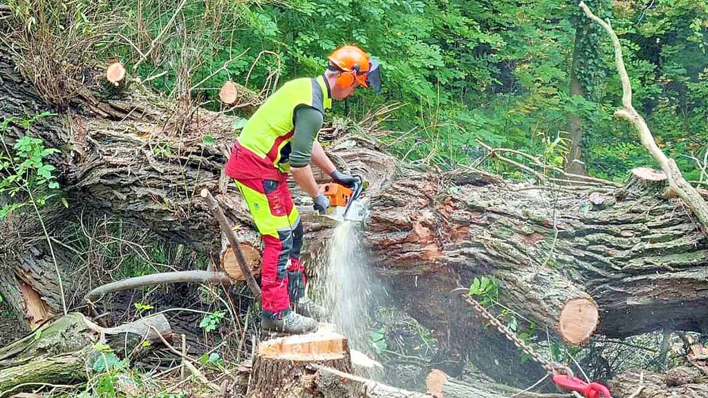 Die große alte Weide, die zum Teil schon im Teich lag, musste Stück für Stück entfernt werden.
