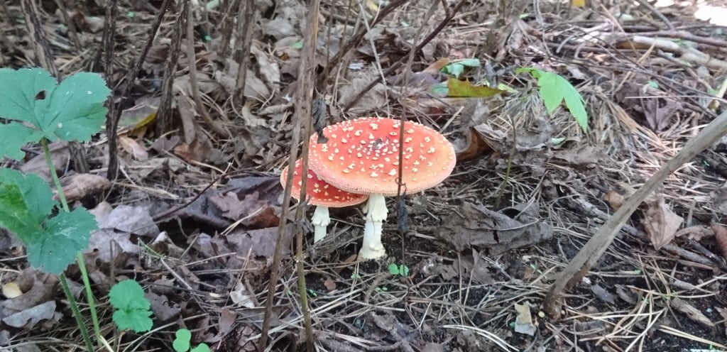 Pilzsaison lockt in die Wälder, doch Achtung Giftige Doppelgänger