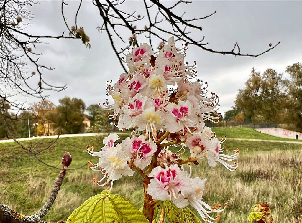 Kastanienblüte im Herbst: An der Roßlauer Südstraße mit Blick in Richtung Rossel-Schöpfwerk und Schloss bietet sich dieses Naturschauspiel.
