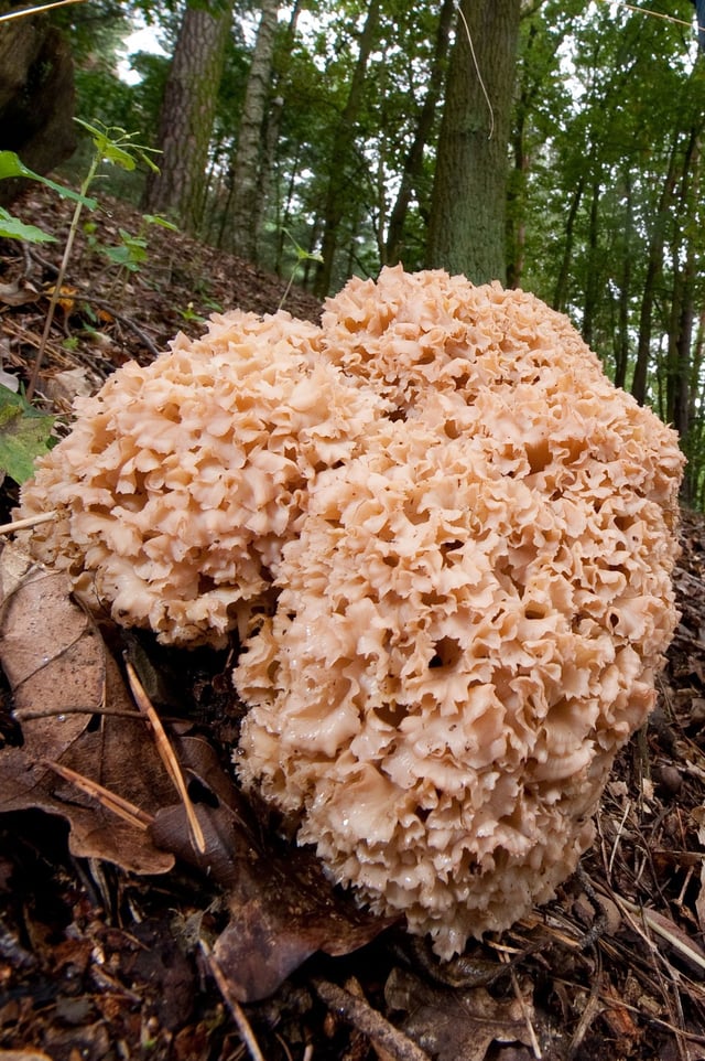 Pilzesammeln Extrem "Fette Henne" Familie findet 15 Kilo schweren Pilz in der Lüneburger Heide