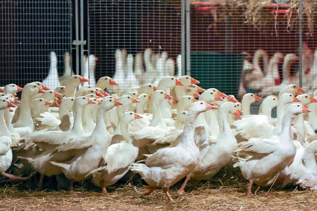 Zuchtgänse laufen durch einen Stall. An Weihnachten wird nach Befürchtung von Geflügelzüchtern wegen der kursierenden Vogelgrippe so mancher auf die traditionelle Weihnachtsgans verzichten müssen.