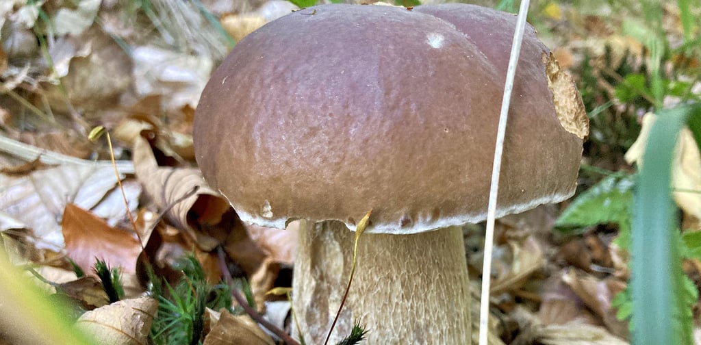 Röhrenpilze wie dieser Steinpilz sind bei Sammlern besonders beliebt.