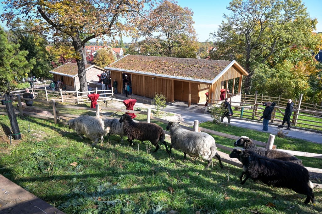 Krainer Steinschafe zählen auch zu den Bewohnern der neugestaltet Anlage im Bergzoo Halle.