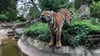 Noch etwas ängstlich erkundet  Tiger Kratz die Außenanlage seines neuen Wohnsitzes im Magdeburger Zoo. 