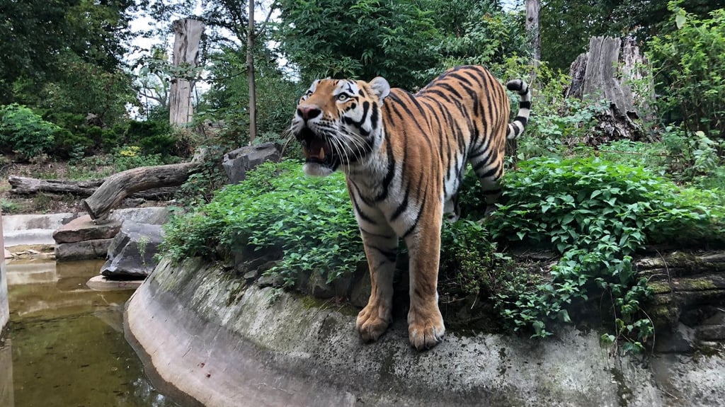 Noch etwas ängstlich erkundet Tiger Kratz die Außenanlage seines neuen Wohnsitzes im Magdeburger Zoo.