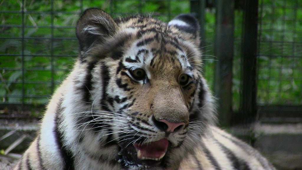 Magderburger Zoo zählt zu einer der Sehenswürdigkeiten in Magdeburg und kann ganz einfach mit der Linie 10 erreicht werden.