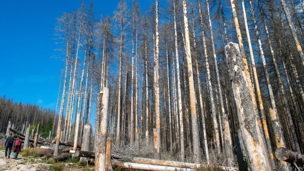 Nach einem mehrtägigen Großbrand im Harz wird seit einer Woche das Totholz beräumt. Der Nabu glaubt, dies sei gesetzeswidrig und läuft dagegen Sturm. Symbolbild:
