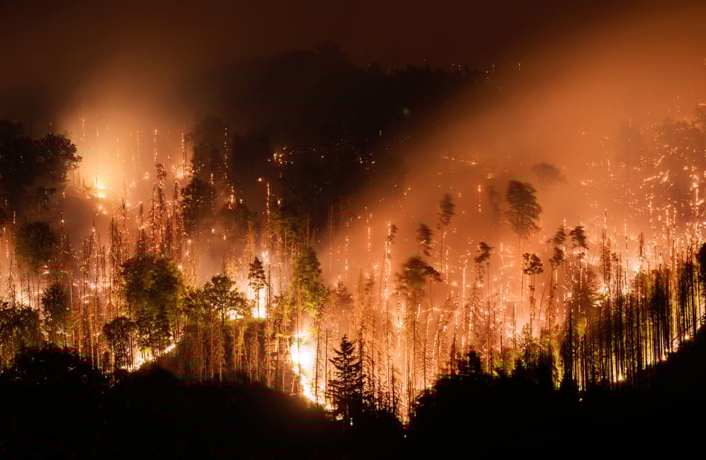 Der Tourismus in der Sächsischen Schweiz leidet noch immer unter den Nachwehen des Waldbrandes in einem Teil des gleichnamigen Nationalparks.