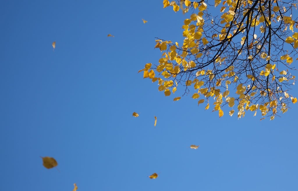 Herbstlich gelb verfärbte Blätter einer Linde werden vom Wind verweht.