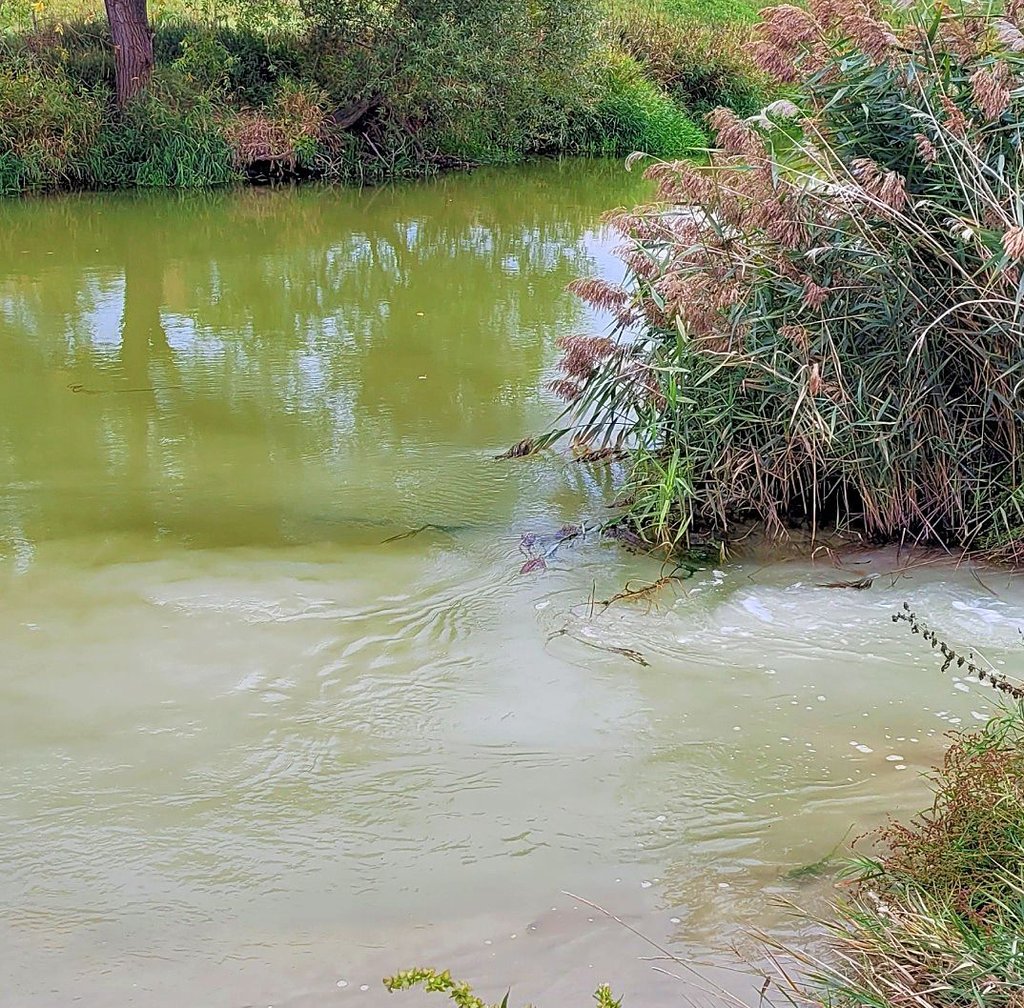 Im Bereich der Bodebrücke hatte sich das Wasser milchig verfärbt. Der Landesanglerverband hat Anzeige erstattet.