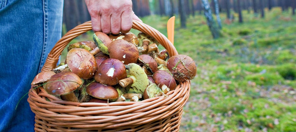 Die Pilzsaison ist bereits gestartet und Sammler können endlich mit ihren Körben losziehen. Im Altmarkkreis sind unter anderem Steinpilze, Pfifferlinge und Maronen verbreitet.