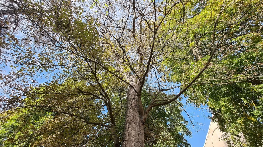 Nur Bäume, die nicht mehr zu retten sind, sollen im Park von Emseloh gefällt werden.