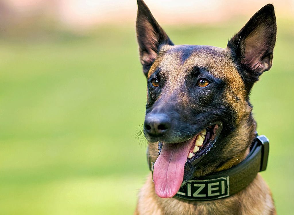 Polizeihund diesen Typs wurde im Einsatz Opfer eines unberechenbaren Beißers.
