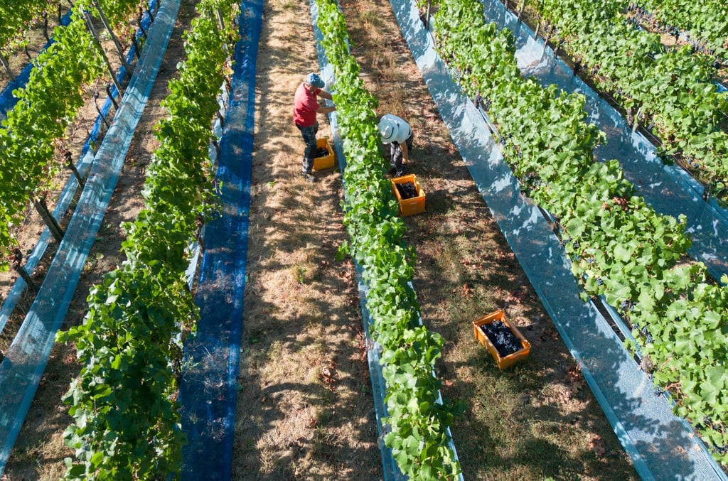 Die Weinlese ist in Deutschland weitgehend beendet.