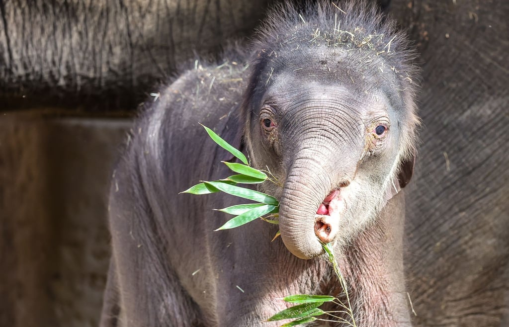 Das Elefantenbaby erkundet die Außengehege der Elefantenanlage im Leipziger Zoo.