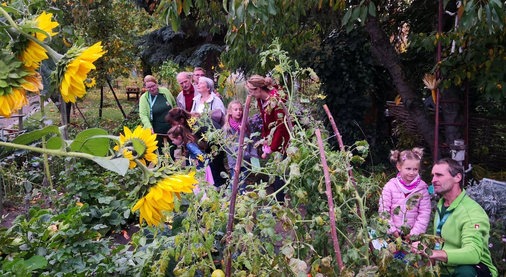 Die Besucher konnten im herbstlichen Garten viele Entdeckungen machen. Sie staunen über üppige Tomaten und leuchtende Sonnenblumen.