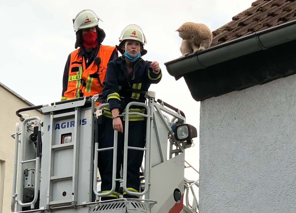 Die Feuerwehr Magdeburg wird künftig bei geretteten oder tot geborgenen Tiere Chips auslesen, um die Besitzer informieren zu können.