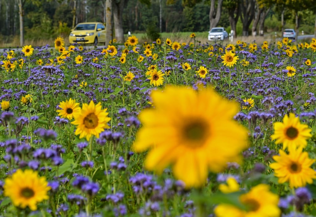 Gelbe Sonnenblumen und lila blühende Phacelia stehen auf einem Feld.