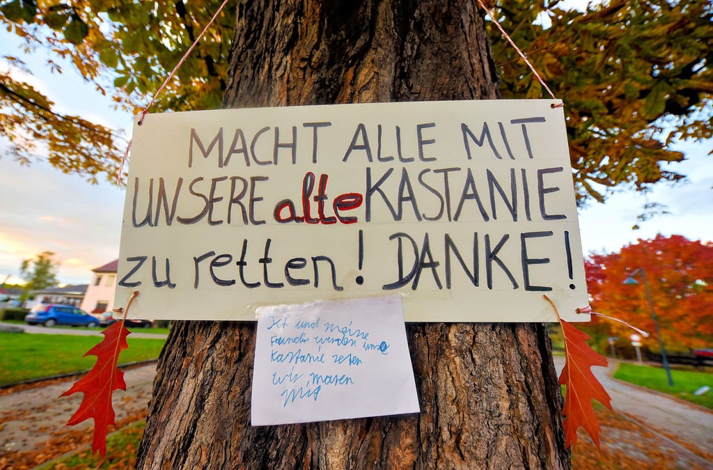 Bürger wollen die Kastanie in Horburg retten.
