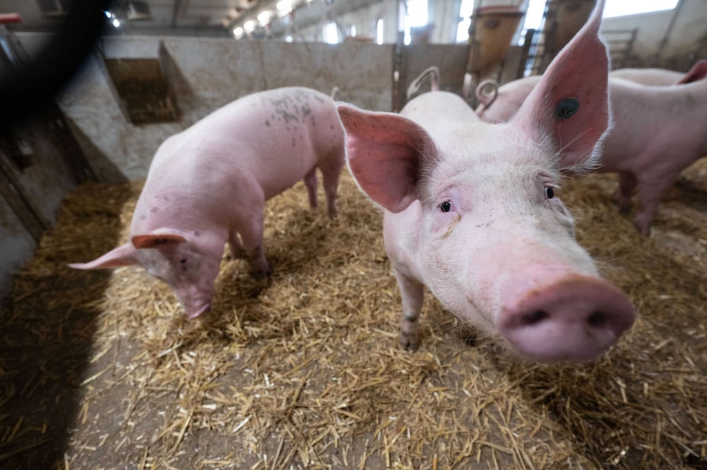 Schweine stehen in der Bucht eines Stalls.