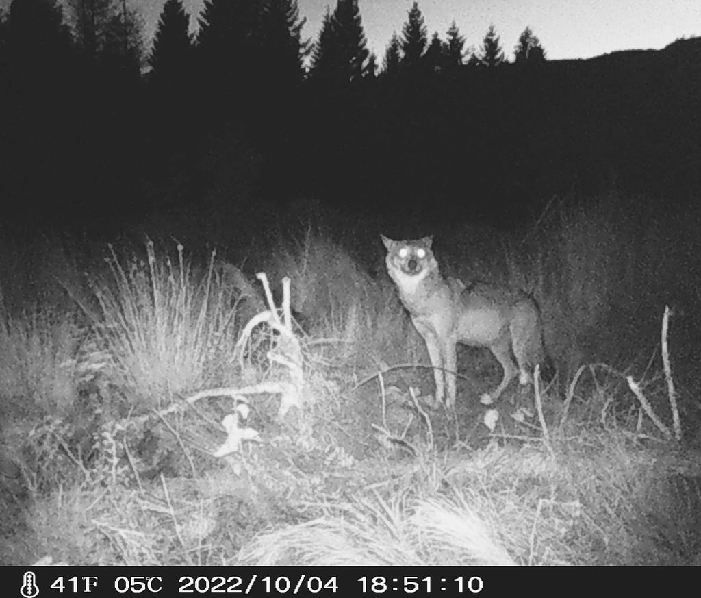 Dieses Bild einer Fotofalle aus dem Wald nahe des Ottofelsens südlich von Hasserode zeigt einen Wolf, der sich am Kadaver eines Rotwildkalbes gütlich tut.