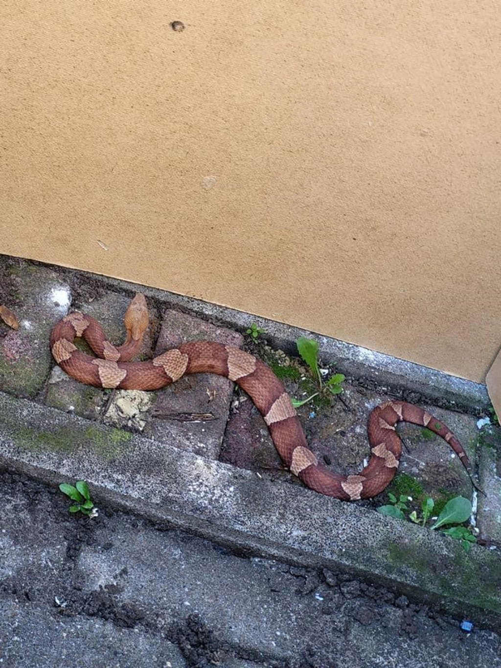 Eine Schlange der hochgiftigen Art Nordamerikanischer Kupferkopf ist in Bremerhaven aufgetaucht.