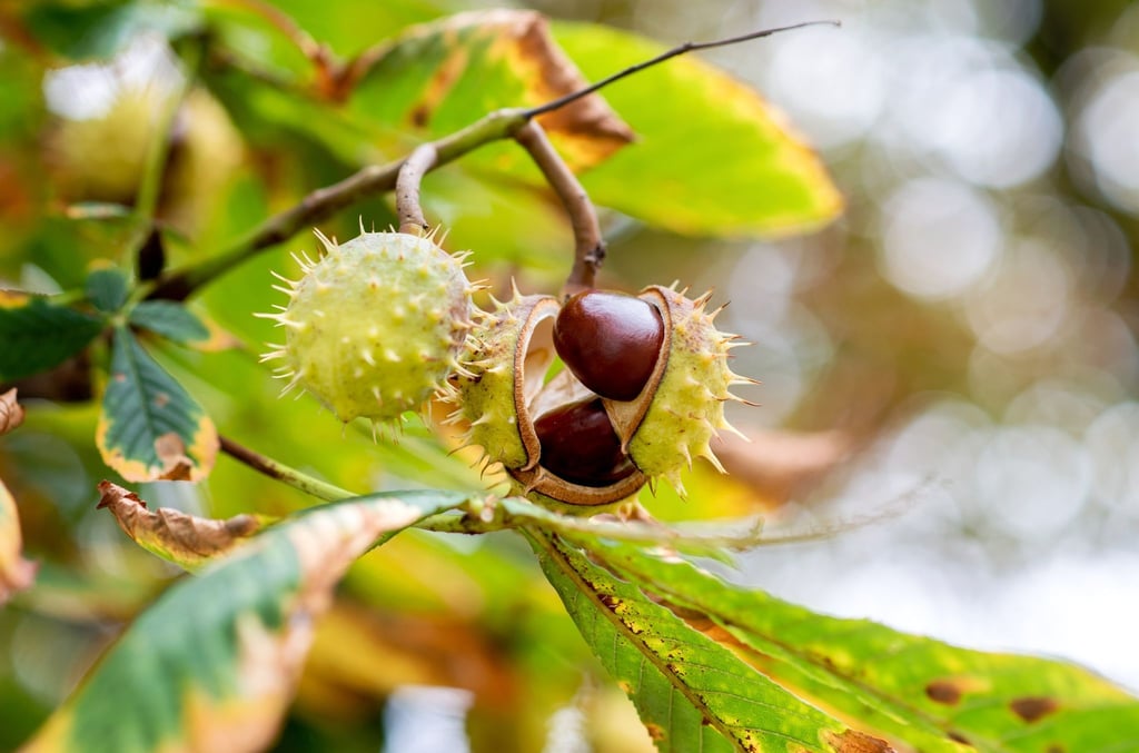 Kastanien lösen sich bei herbstlichem Wetter aus der Fruchthülle.