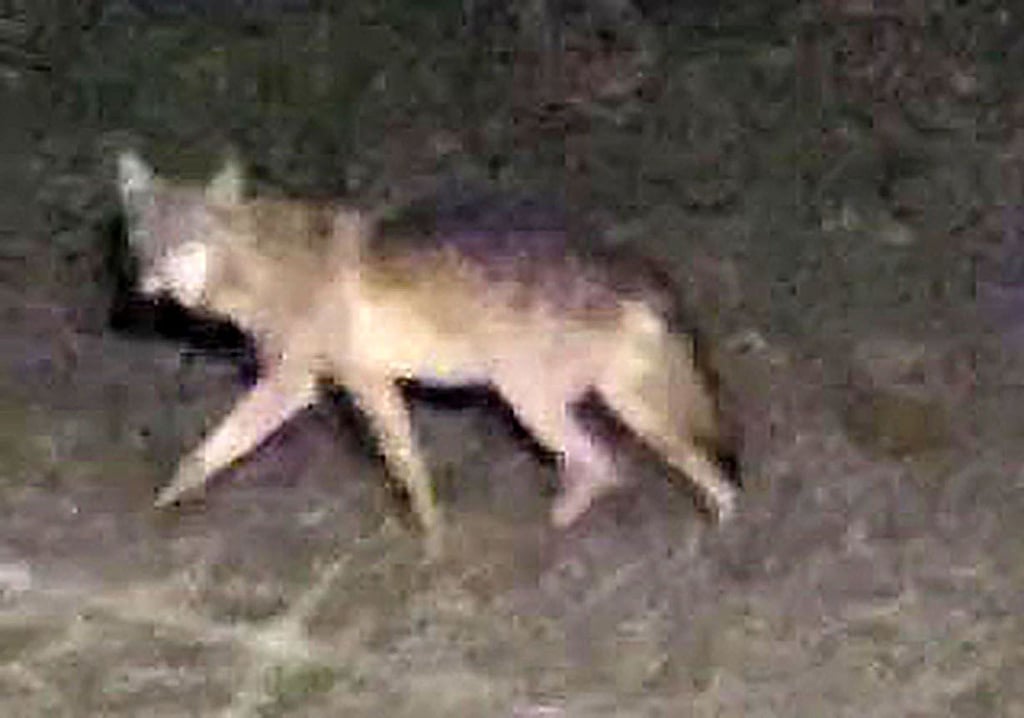 Der mutmaßliche Wolf, der bei Sotterhausen gefilmt wurde.