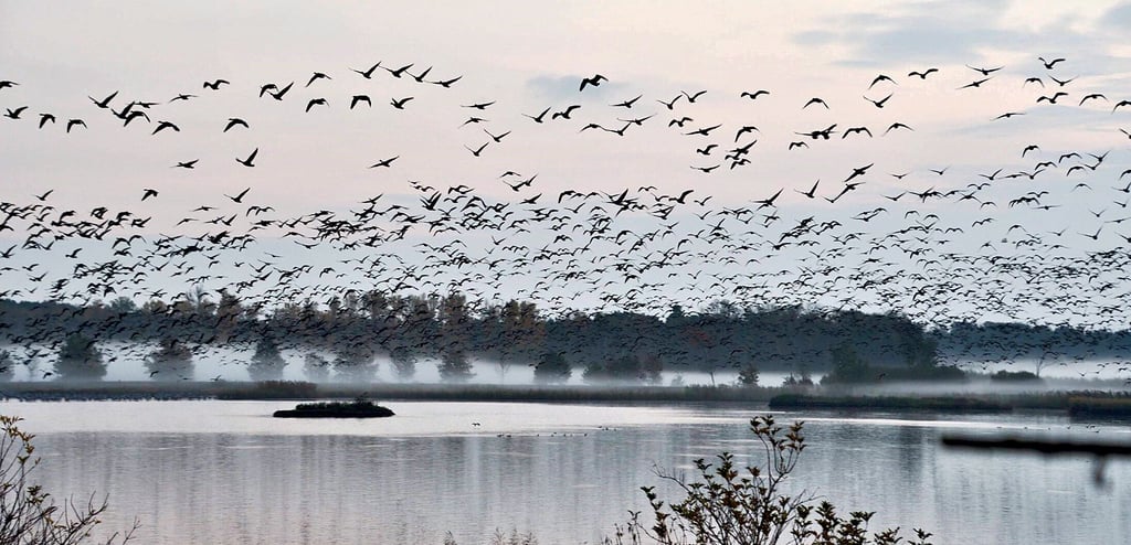 Beim morgendlichen Abflug der Kraniche und Gänse in Piplockenburg sind häufig auch große Schare Stare, die in den Schilfflächen übernachten, in Formationen fliegend über der Flachwasserzone zu sehen.