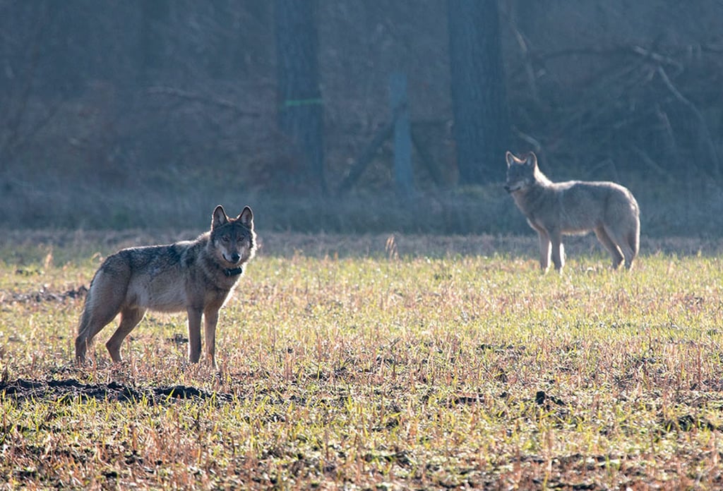 Symbolfoto - Wölfe streifen auch in Mansfeld-Südharz umher.