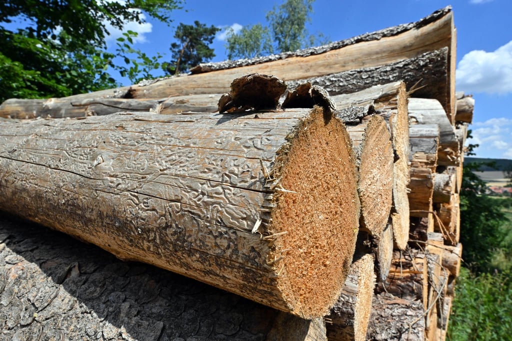 Der Borkenkäfer hat seine Spuren hinterlassen im Holz, das auf einer Waldfläche zwischen Stausee Hohenfelden und Riechheimer Berg liegt.