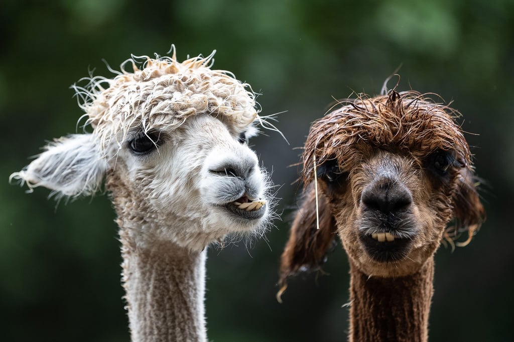Alpakas stehen auf einer Weide im Braunlager Kurpark.