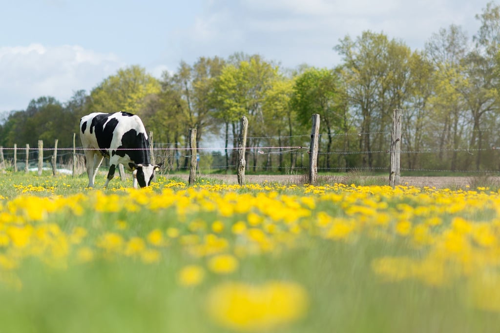 Eine Kuh steht bei Liebenau (Niedersachen) auf einer Weide.