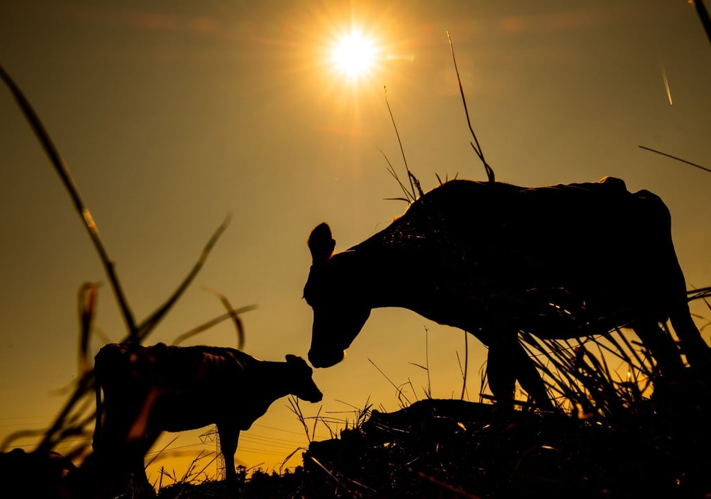 Zwei Kühe stehen bei Sonnenschein auf einem Feld.
