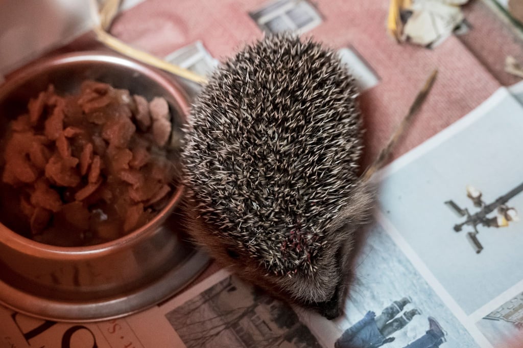 Ein Igel läuft in einer Auffangstation durch eine Box, in der sich Futter, Wasser und ein Unterschlupf befinden.
