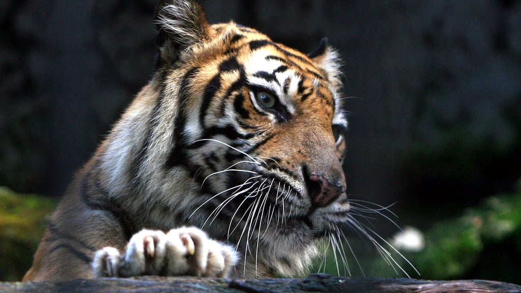 Kucing besar: Indonesia: Manusia melawan harimau
