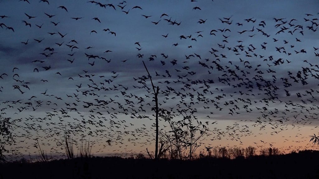 Zenthausende Vögel brechen im Biosphärenreservat Drömling in der Börde zu ihrem Flug in den Süden zu ihren Winterquartieren auf. Foto: