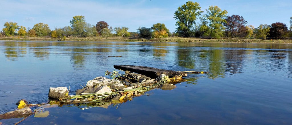 Die Elbe bei Barby. Stellenweise hat sich der Fluss in den vergangenen 130 Jahren bis zu zwei Meter in die Auen eingegraben.